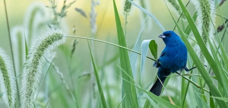Summer/Fall Bird Walks 1